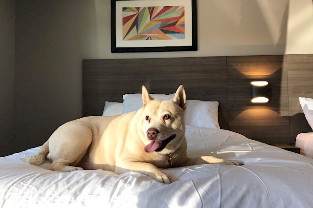 dog on a bed